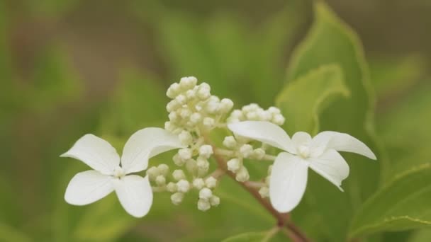 Fehér virágok Hydrangea Paniculata Siebold Fantom. Bepánikoltam — Stock videók