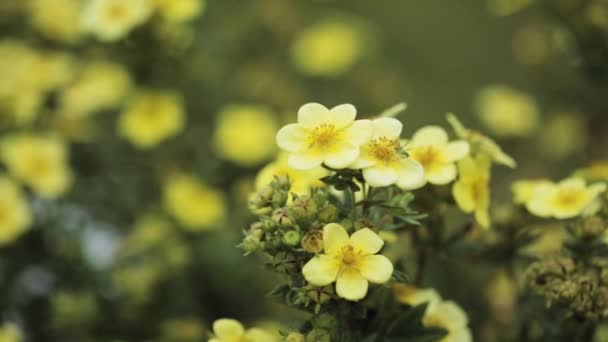 Flores Amarillas De Pentaphylloides Fruticosa L. O. Schwarz Hach — Vídeos de Stock