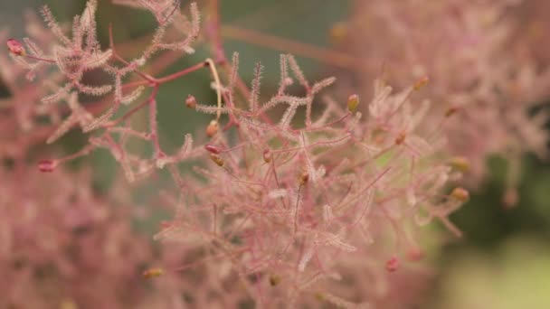 Cotinus Coggygria Scop. Royal Purple. Cotinus Coggygria, Syn. Rh... — Vídeo de Stock