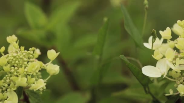 Knospen der Hortensie Paniculata Siebold Rednia. Hortensien in Panik — Stockvideo