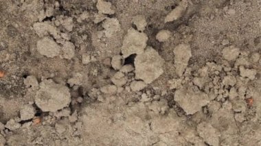 Kırmızı Orman Karıncalar Formica Rufa in Anthill Macro Photo, Big Anthill Close, Ants Moving in Anthill. Kırmızı Karınca Kolonisinin Arkaplanı