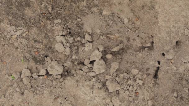 Red Forest Ants Formica Rufa In Anthill Macro Photo, Big Anthill Close Up, Ants Moving In Anthill. Background Of Red Ant Colony — Stock Video