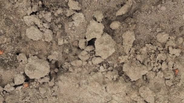 Rode Woud mieren Formica Rufa In Anthill Macro Photo, Grote Anthill Close-up, Mieren Bewegend in Anthill. Achtergrond van Red Ant Colony — Stockvideo