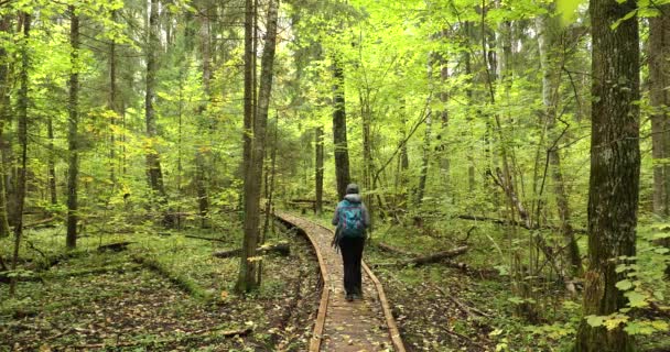 Bělorusko. Mladá aktivní běloška fotografka fotografující na podzim v lese. Aktivní životní styl v biosférické rezervaci Berezinsky. People Walking On Forest Wooden Boarding Path Way Stezka — Stock video