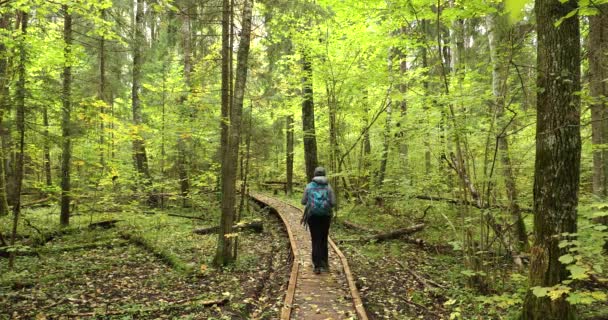 Wit Rusland. Jonge actieve blanke vrouwelijke fotografe die foto 's maakt in het herfstbos. Actieve levensstijl In het Biosfeerreservaat van Berezinsky. Mensen wandelen op bos Houten Bodempad Weg Pathway Trail — Stockvideo