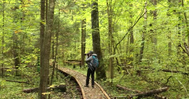 Biélorussie Jeune photographe caucasienne active prenant des photos dans la forêt d'automne. Mode de vie actif dans la réserve de biosphère Berezinsky. Personnes marchant sur le sentier d'embarquement en bois forestier Chemin Sentier Sentier — Video