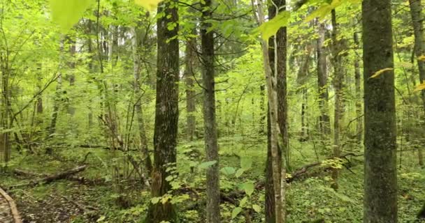 Reserva de la Biosfera Berezinsky, Bielorrusia. Sendero de camino de embarque de madera Eco Camino en el bosque de otoño — Vídeo de stock
