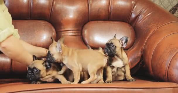 Mujer tratando de sentar cachorros en el sofá. Grupo de cachorros franceses jóvenes Bulldog Dog Puppy sentado posando en el sofá rojo interior. Bebés de perro divertido — Vídeo de stock