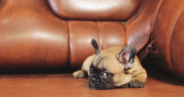 Joven perrito francés Bulldog Puppy sentado en el sofá rojo interior. Bebé perro divertido — Vídeo de stock