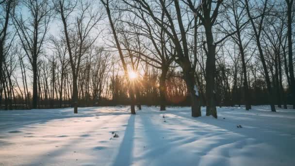 Beau coucher de soleil soleil soleil dans le parc forestier enneigé ensoleillé d'hiver. Lumière du soleil à travers les bois dans le paysage forestier d'hiver. Ombres sur neige — Video