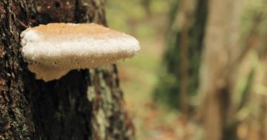Berezinsky Biyosfer Rezervi, Belarus. Sonbahar Yağmurlu Gününde Ağaç Gövdesindeki Çoklu Gözenek Mantarı. Çoklu gözeneklere aynı zamanda Bracket Mantarı da denir, ve onların Woody Fruging Bedenlerine Conks denir.