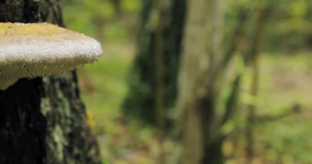 Berezinsky Biosphere Reserve, Białoruś. Grzyb poliporów na pniu drzewa w jesienny deszczowy dzień. Polipory nazywane są również grzybami wspornikowymi, a ich leśne ciała owocowe nazywane są koneksjami. — Wideo stockowe