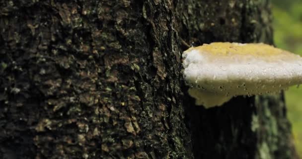 Березинский биосферный заповедник, Беларусь. Полипористый грибок на стволе дерева в осенний дождливый день. Полипоры также называются кронштейновые грибы, а их древесные плодовые тела называются конками. — стоковое видео
