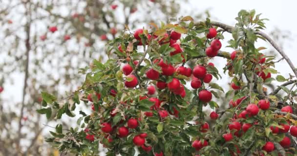 秋天的时候，枝条上挂着成熟的红苹果 — 图库视频影像
