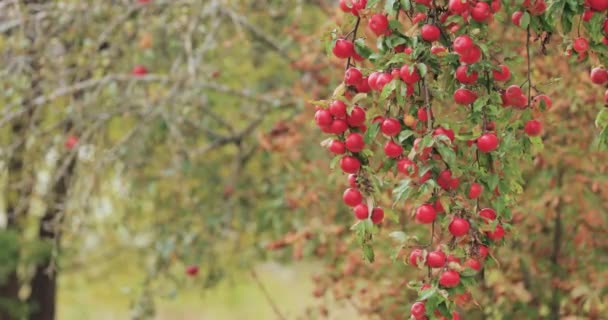 Осенью ветвь висела на спелых красных яблоках — стоковое видео