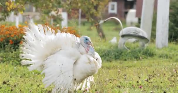 Bílé domácí Turecko - Meleagris Gallopavo Walking In Country Yard — Stock video