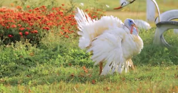 Beyaz Yerli Türkiye - Meleagris Gallopavo Ülke Bahçesinde Yürüyor — Stok video