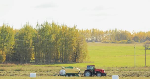 Tractor recoge hierba seca en balas de paja en campo de trigo de verano. Equipo Agrícola Especial. Heno Bales, hacer heno — Vídeos de Stock