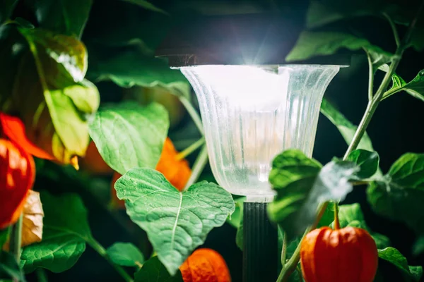 Solar Garden Light, Lantern In Flower Bed. Garden Design. Solar Powered Lamp