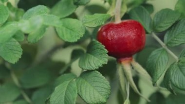 Kırmızı gül kalçası ya da gül kalçası, Rose Haw olarak da bilinir ve Rose Hepatit...