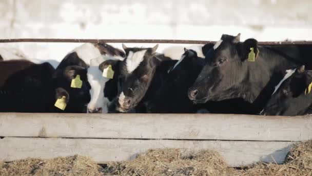 牛は農場で緑の食べ物を食べる. — ストック動画