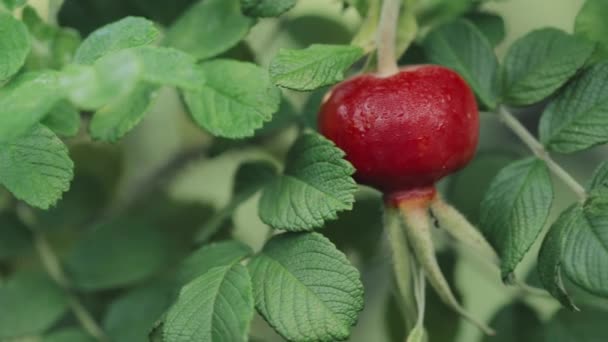Vörös Rózsa csípő vagy csipkebogyó, más néven Rose Haw és Rose Hep, egy — Stock videók