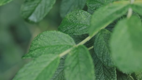 Rosa canina rossa o rosa canina, chiamato anche Rose Haw e Rose Hep, è un — Video Stock