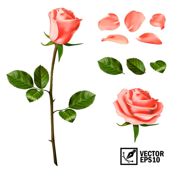 Realistic Vector Elements Set Pink Roses Petals Leaves Bud Open — Stock Vector