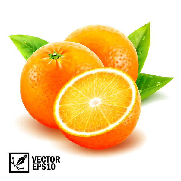 Realistic vector set fresh whole oranges and sliced orange with leaves and dew drops. Editable handmade mesh