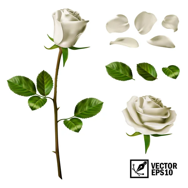Realistic Vector Elements Set White Roses Petals Leaves Bud Open — Stock Vector