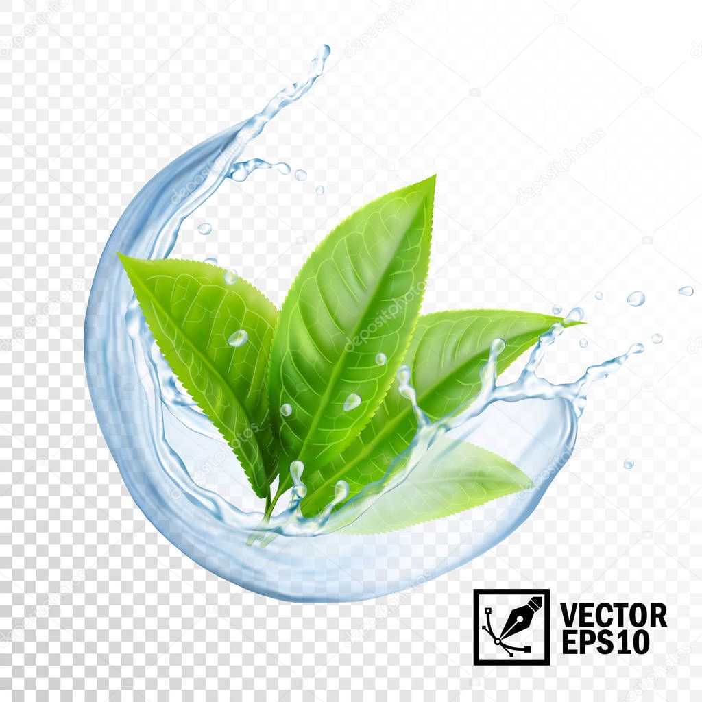 Realistic transparent vector splash of water with leaves of tea or mint. Editable handmade mesh