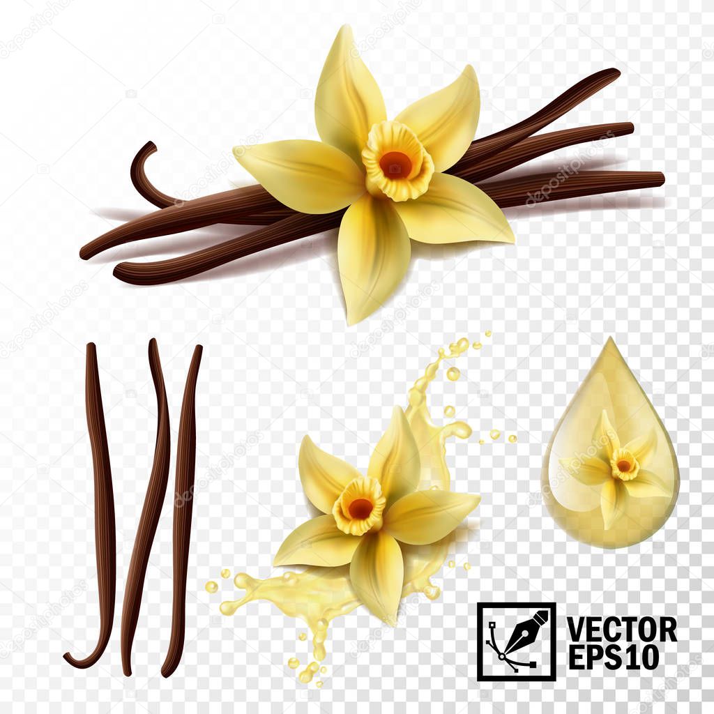 Realistic vector set of isolated elements (vanilla flower and pods or sticks, vanilla splash and drops)