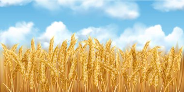 3D gerçekçi vektör altın buğday tarlası ve palyaçolar ile mavi gökyüzü
