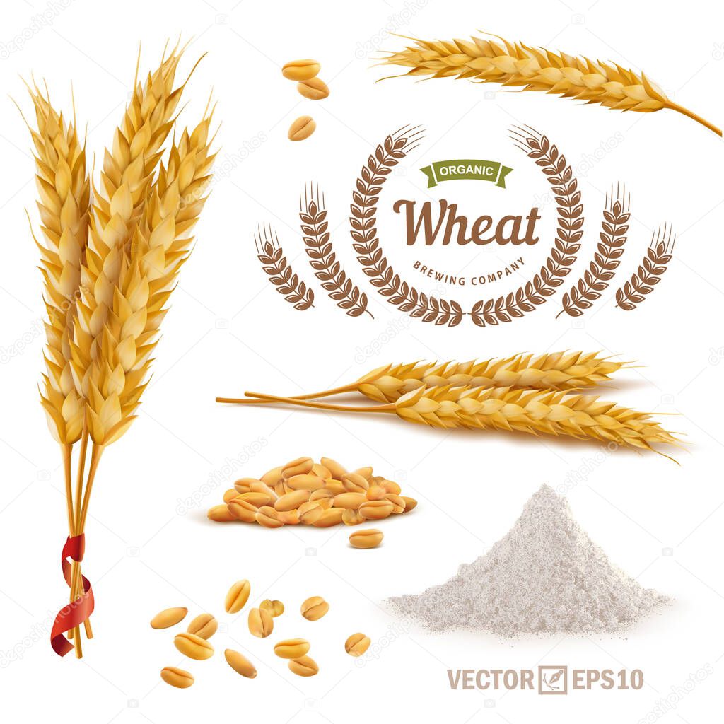 3d vector realistic wheat set, a bunch of ears, falling grains, a slide of flour, logo