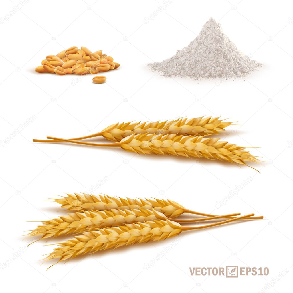 3d vector realistic wheat set, a bunch of ears, falling grains, slide of flour