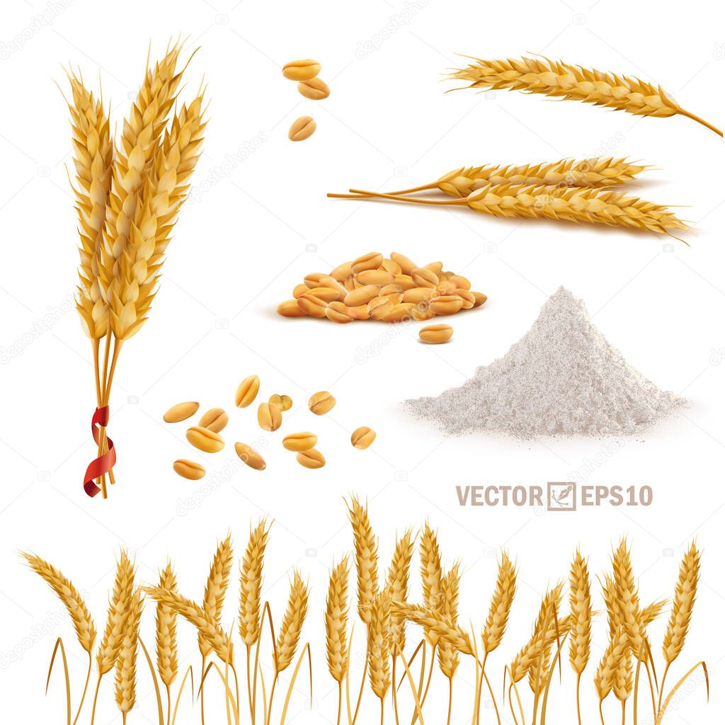 3d vector realistic wheat set, a bunch of ears, falling grains, a slide of flour, field of ears