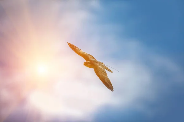 Flying falcon on sky and sunlight background