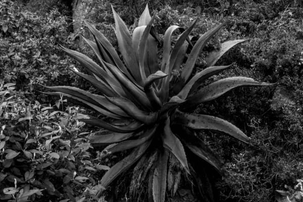 Aloe siyah beyaz