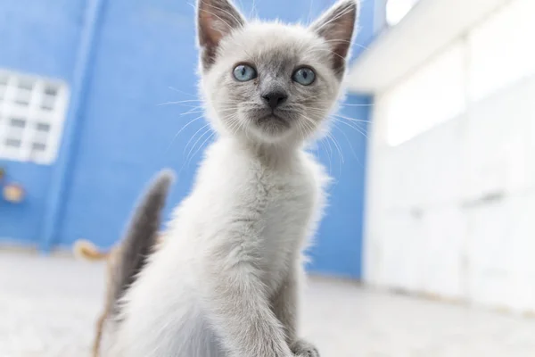 Kedi, beyaz çocuğunuz arkadaşları aranıyor