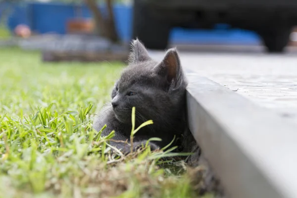 Bahçede oynadıktan sonra kedi güneşlenme bebek