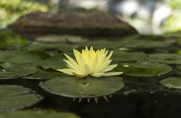Lotus Reservoir bir iris üzerinde perspektif