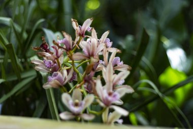tiny pink orchind in natural bouchet