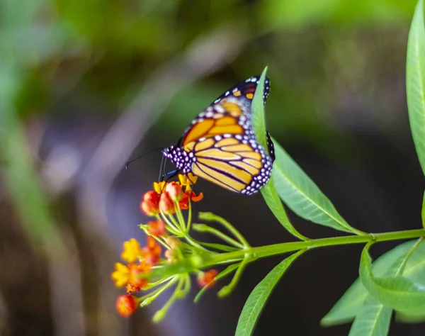 Monarch kelebek üzerindeki yaprak