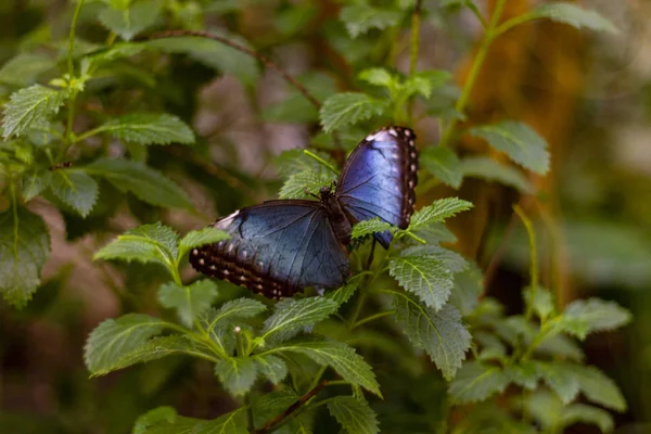 Синій Метелик Листі — стокове фото