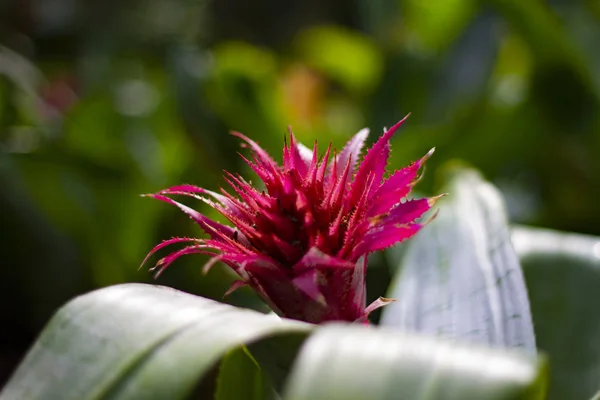 Bromelia Bloei Kas — Stockfoto