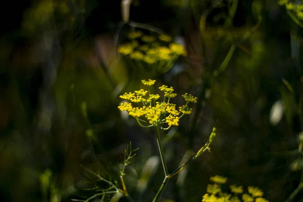 Gelbe Miniblumen Garten — Stockfoto