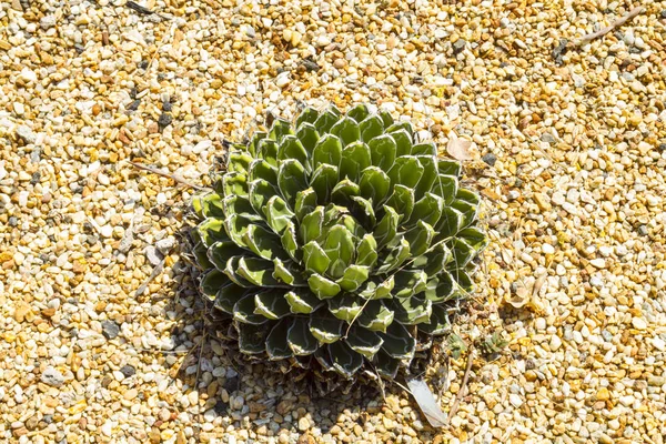 Succulent narrow flowerbeds in the desert