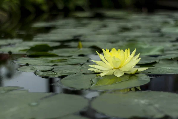 Lotus çiçek perspectivelotus çiçek perspektif içinde
