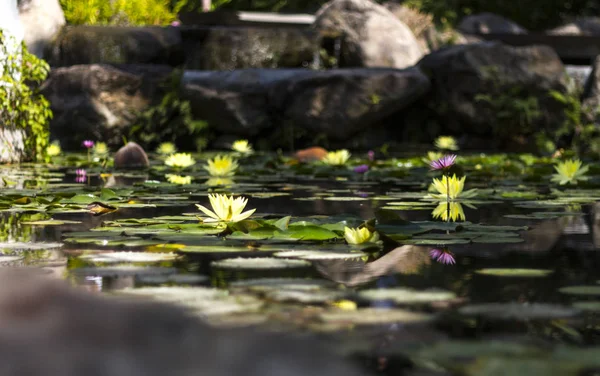 Perspektif içinde birden çok lotus çiçeği