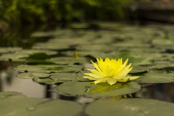 Lotus flower in perspective